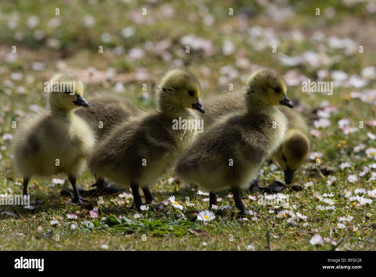 Young Canada Geese goslings in springtime Stock Photo Alamy