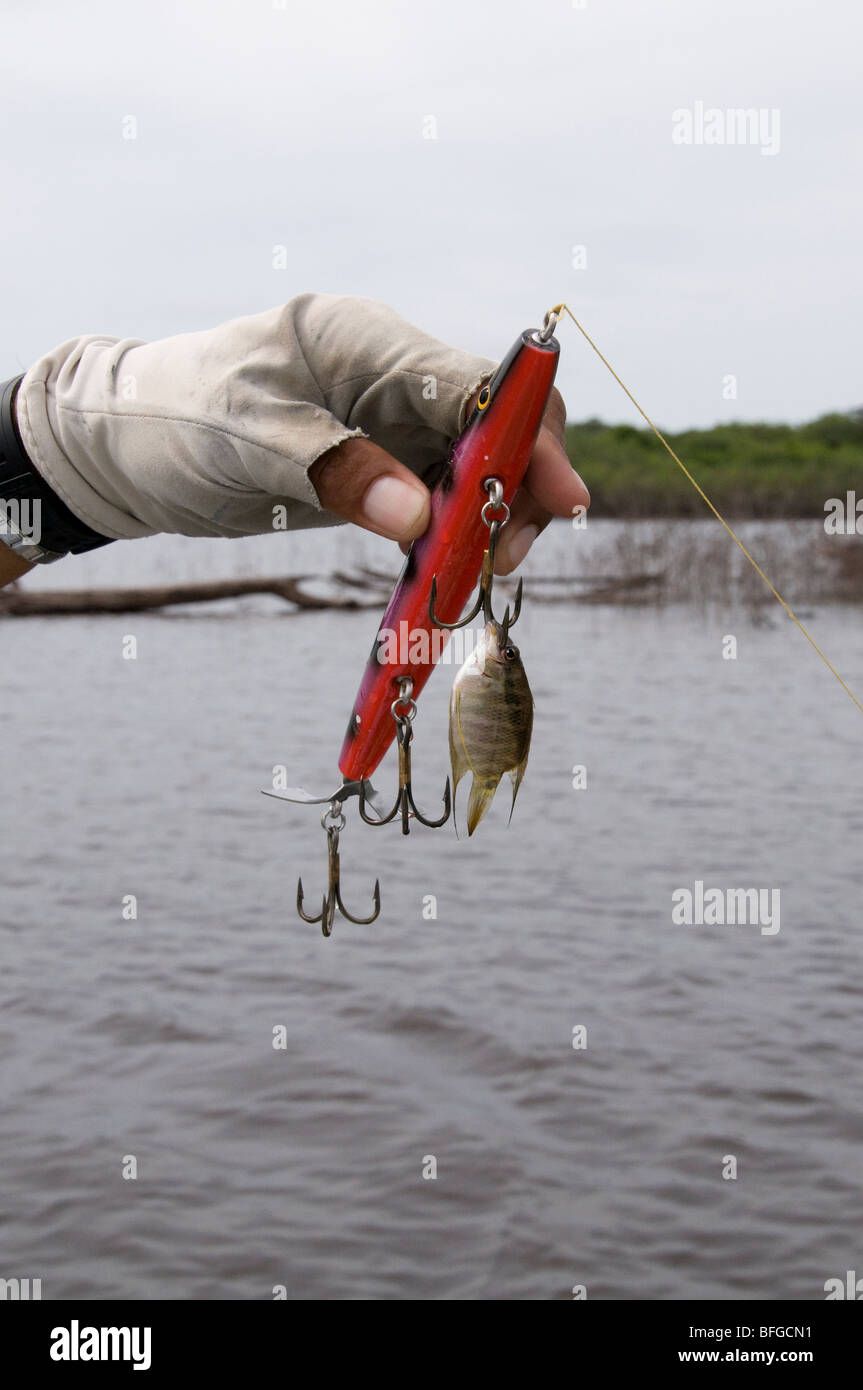In The Amazon River Basin Even The Tiny Tropical Fish Strike Large Top Water Plugs That Fishermen Are Tossing For Peacock Bass Stock Photo Alamy In The Amazon River Basin Even The Tiny Tropical Fish Strike Large Top Water Plugs That Fishermen Are Tossing For Peacock Bass Stock Photo Alamy