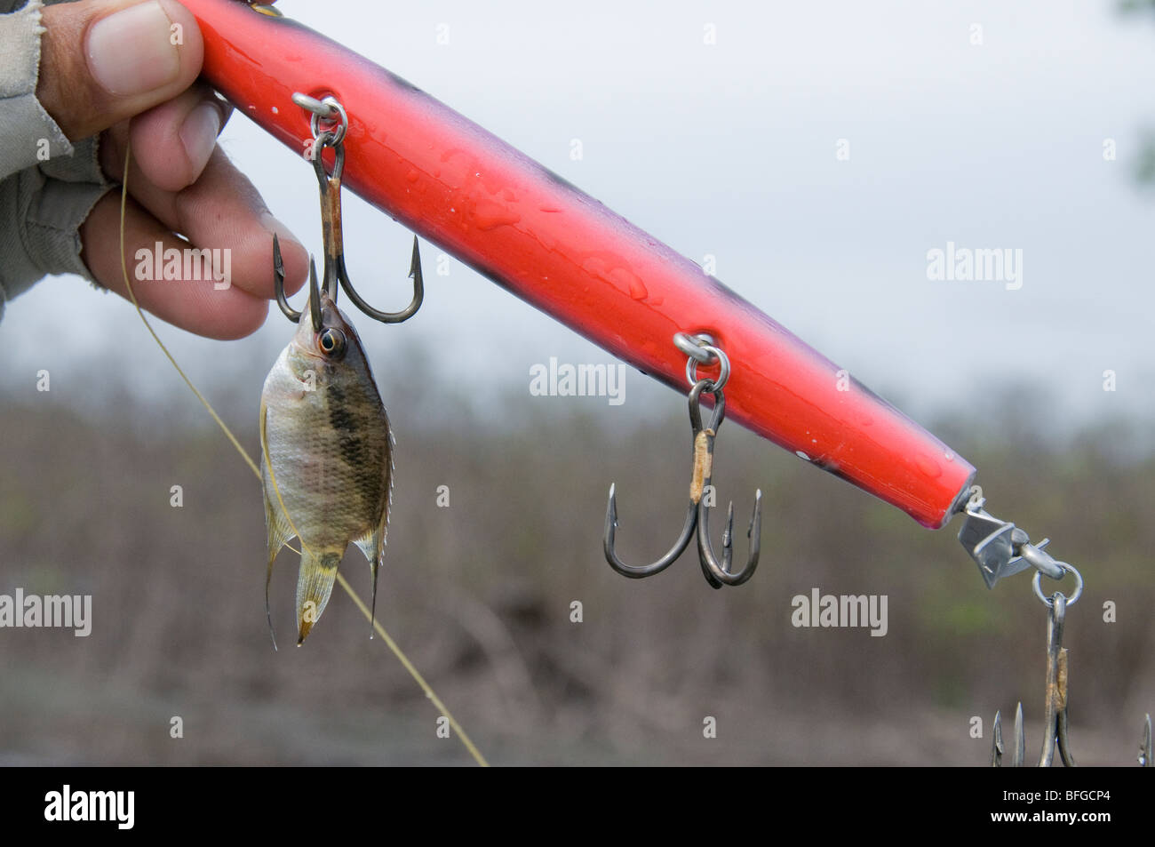 In the Amazon River Basin, even the tiny tropical fish strike large top  water plugs that fishermen are tossing for peacock bass Stock Photo - Alamy