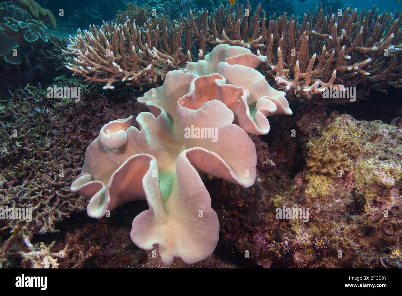 Coral reef scene, Lembeh Strait, North Sulawesi, Indonesia Stock Photo