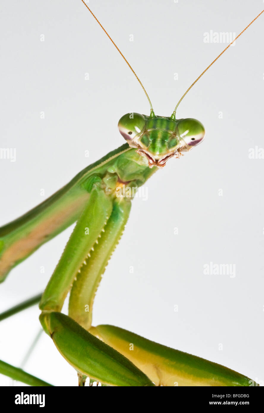 'Mantis religiosa' Praying Mantis insect portrait close-up macro Stock Photo