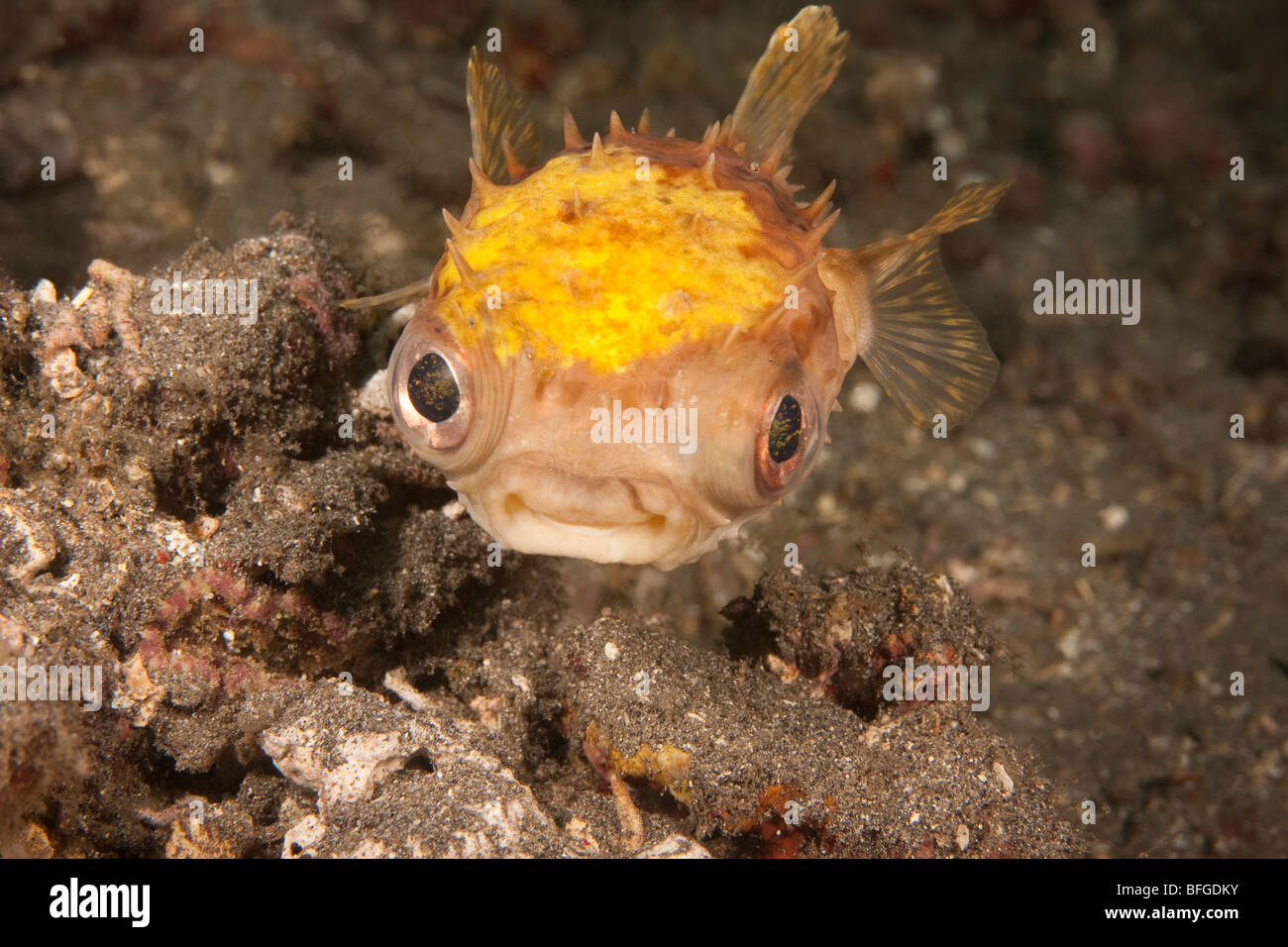 Burrfish, species uncertain, possibly Orbicular Burrfish (Cyclichthys orbicularis), Lembeh Strait, North Sulawesi, Indonesia Stock Photo