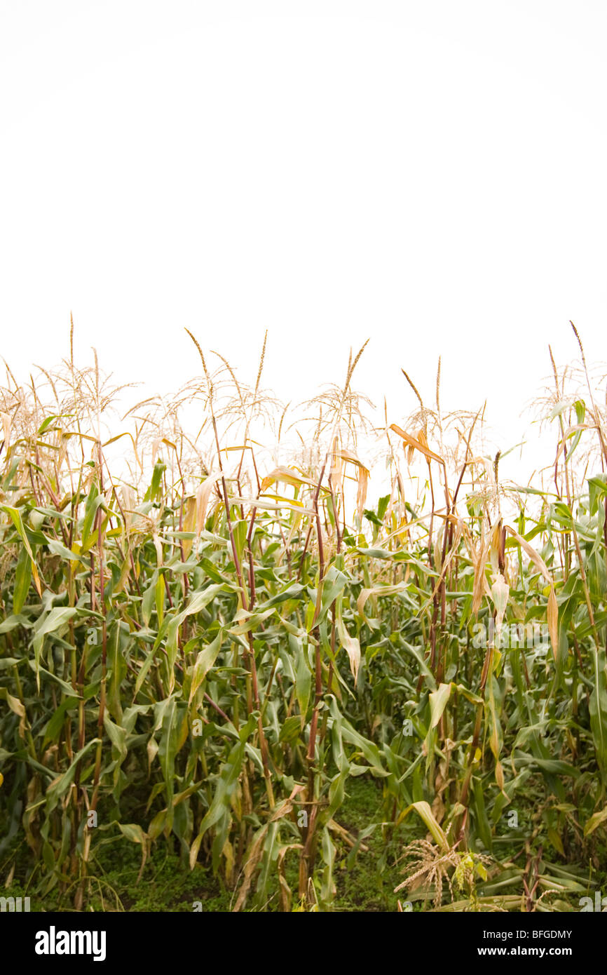 corn stalk farming Stock Photo
