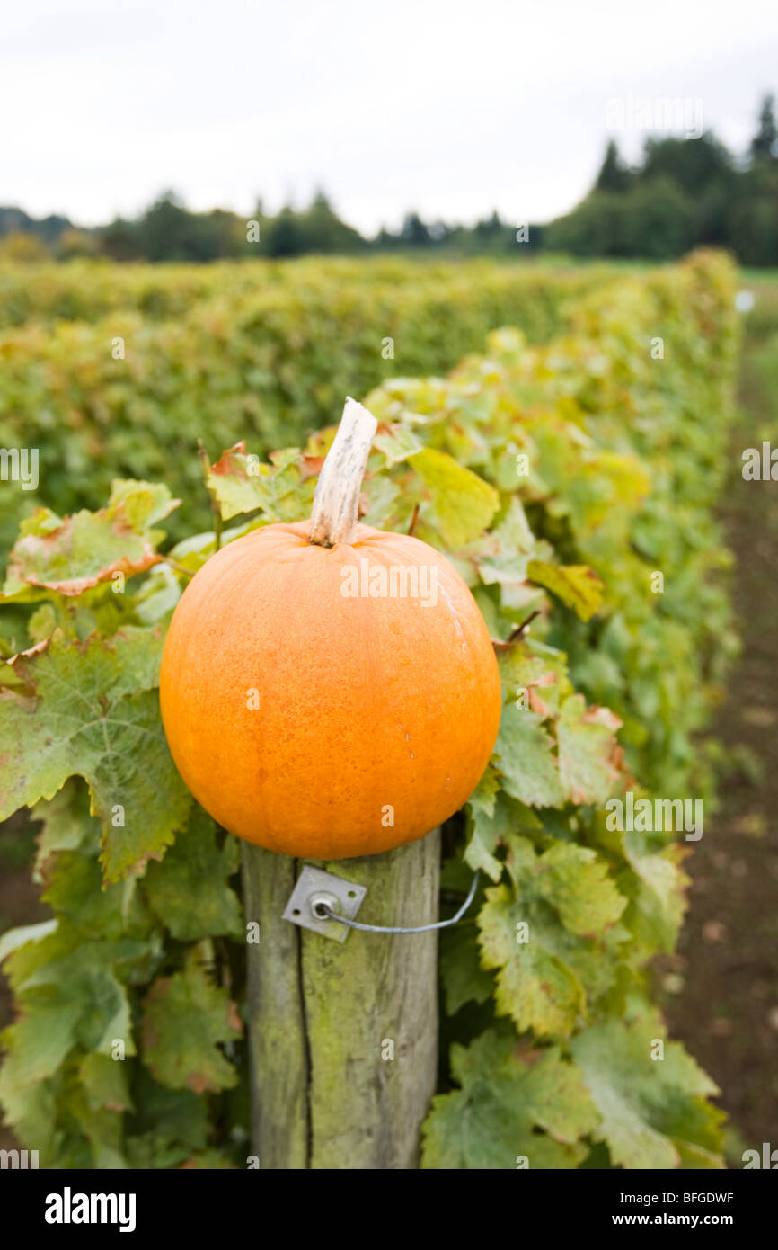 pumpkin on post at vineyards Stock Photo