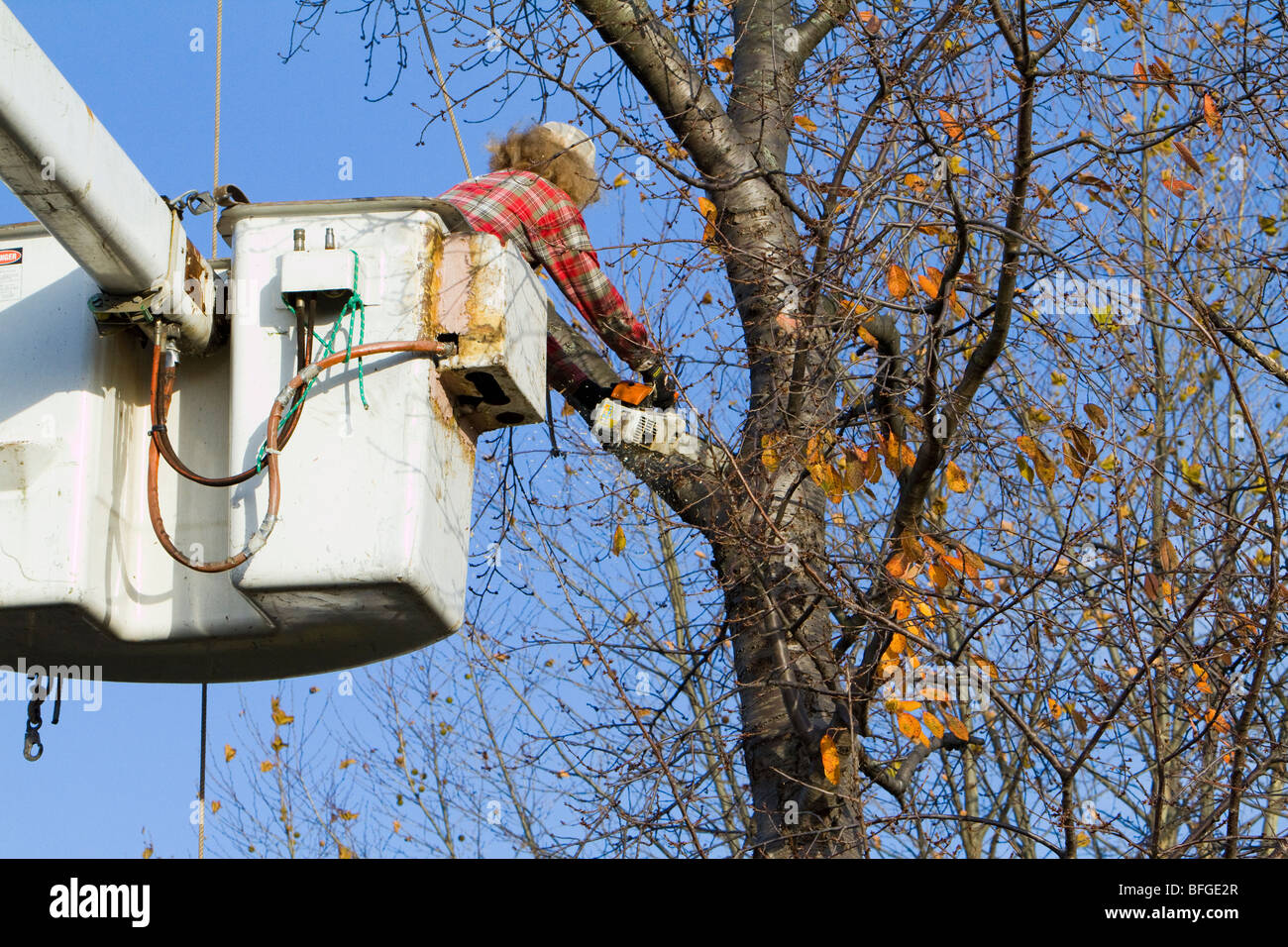 A man in cherry picker high in a tree trimming pruning limbs and