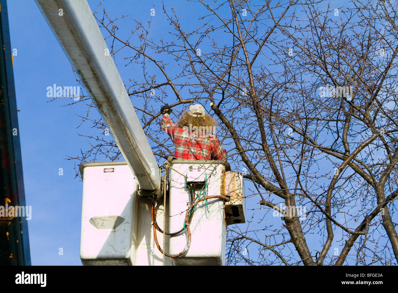 A man in cherry picker high in a tree trimming pruning limbs and