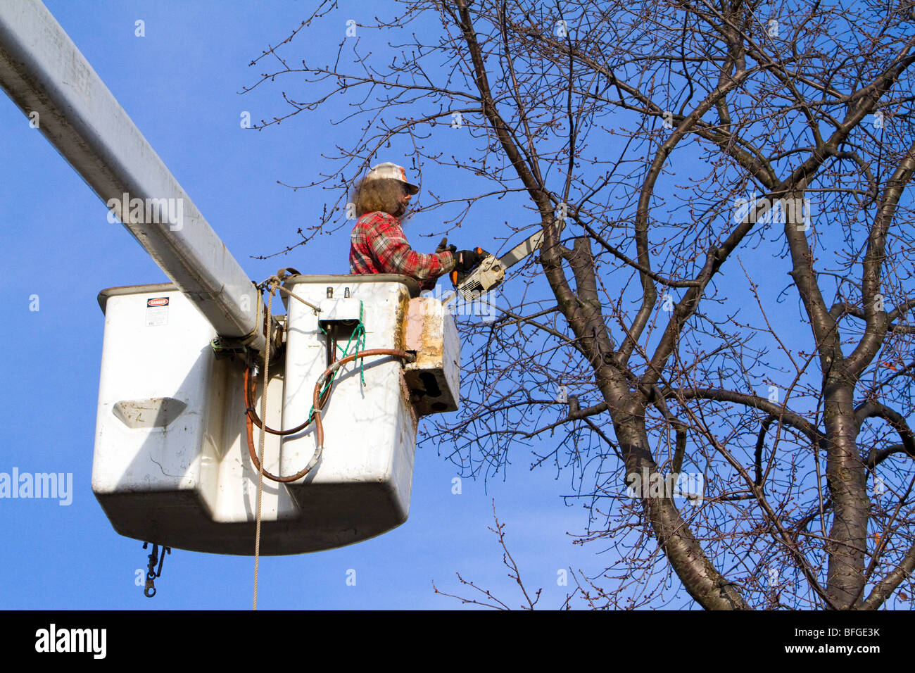 A man in cherry picker high in a tree trimming pruning limbs and