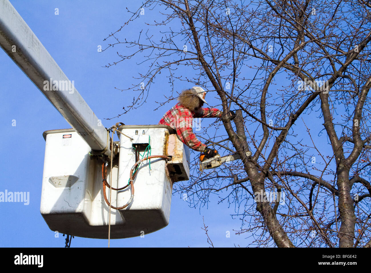 A man in cherry picker high in a tree trimming pruning limbs and