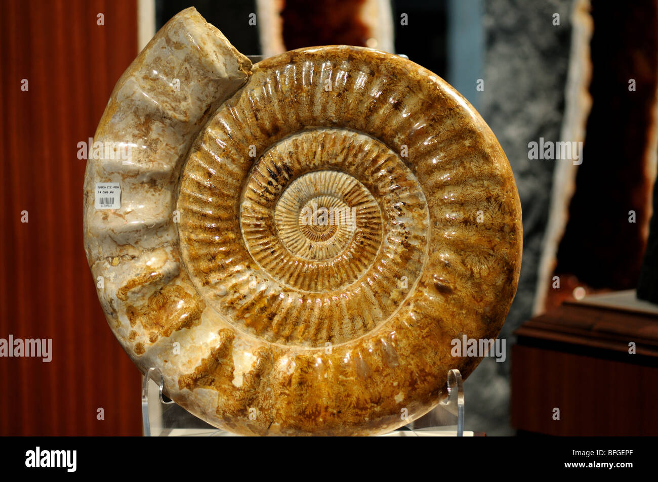 Ammonite fossil for sale in a store. Stock Photo