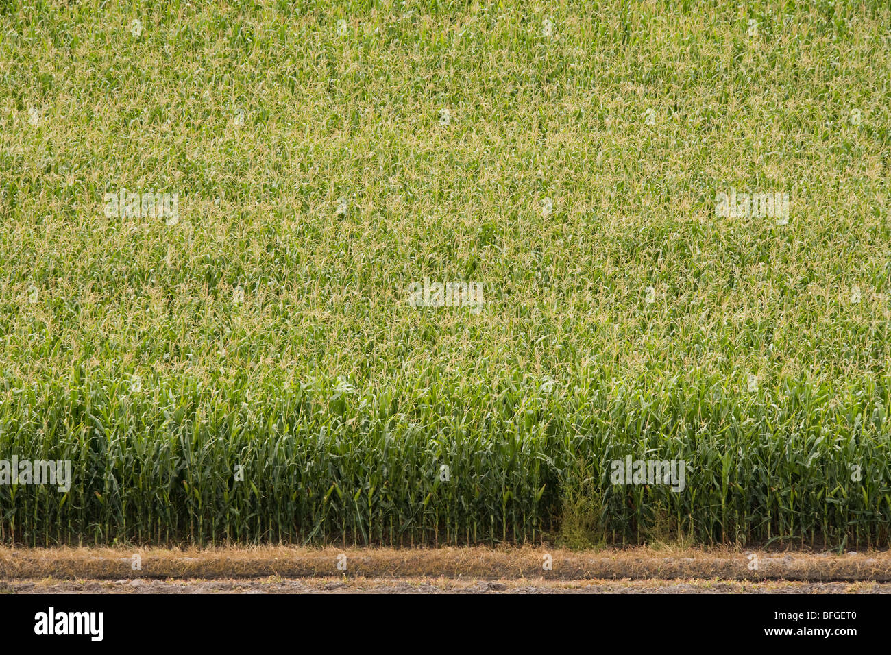 Aerial view of an American corn maize field in summer. North Platte, Nebraska, NE US USA. Stock Photo