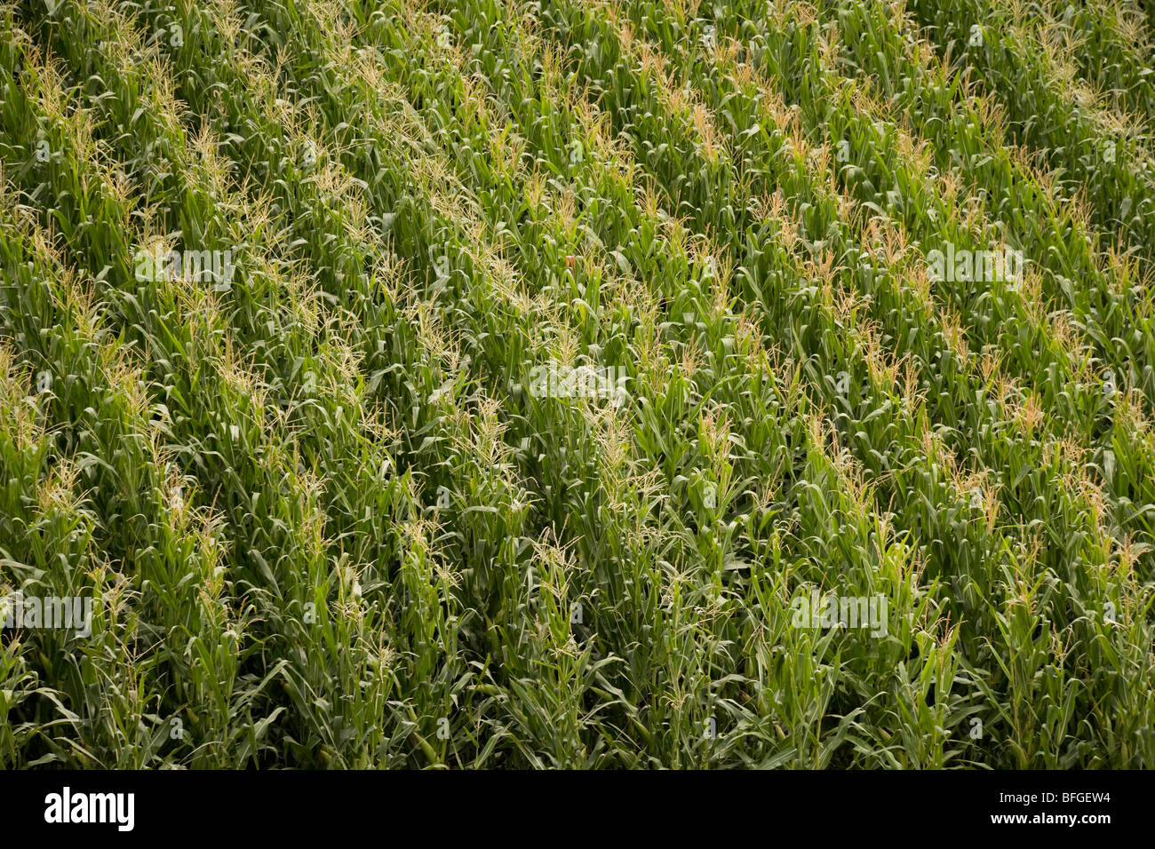 Aerial close up view of an American corn maize field with tassels in summer. Nebraska, Great Plains, USA Stock Photo
