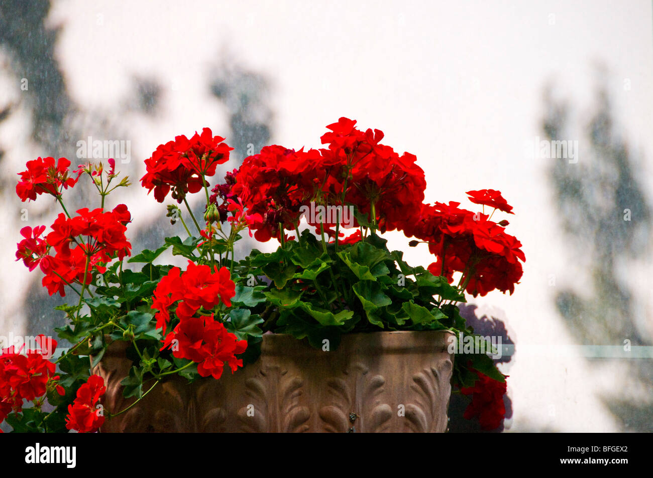 Flowers geraniums Stock Photo