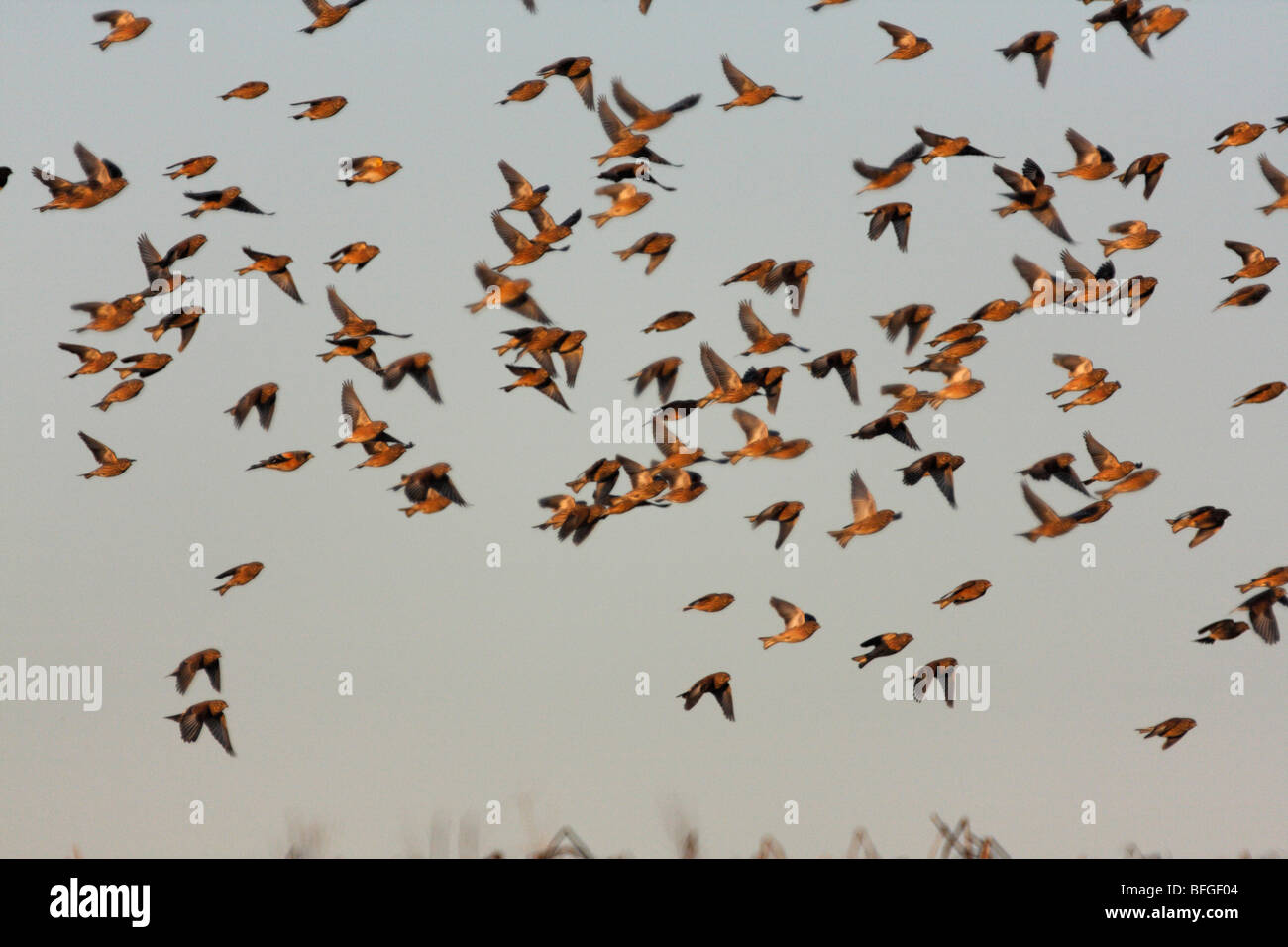 Flock of Finches in flight over arable farmland in winter, U.K. Stock Photo