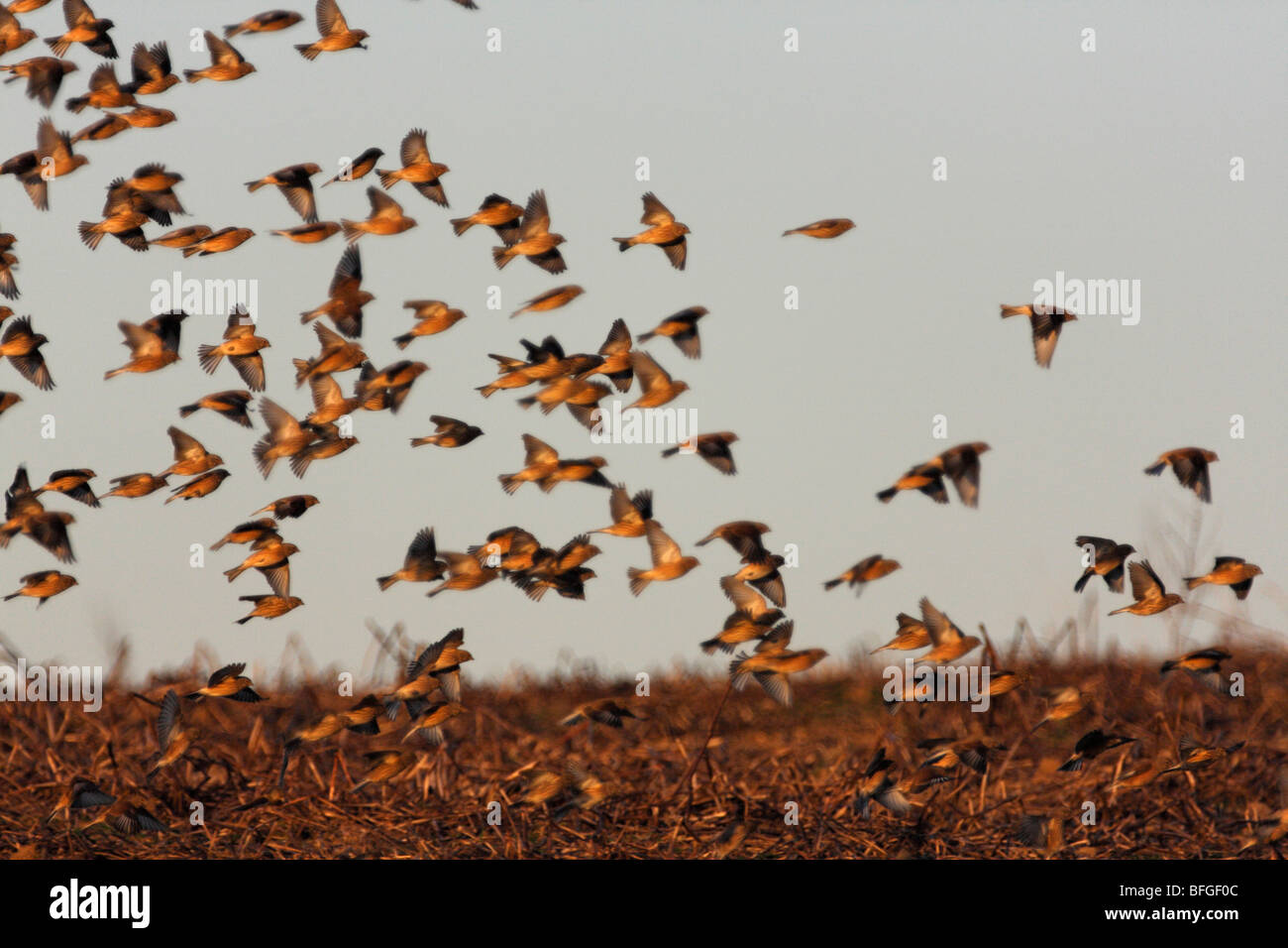 Flock of Finches in flight on arable farmland in winter, U.K. Stock Photo