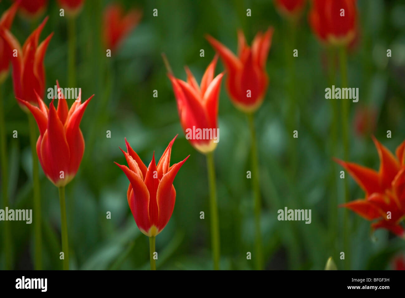 Tulips in a garden Stock Photo