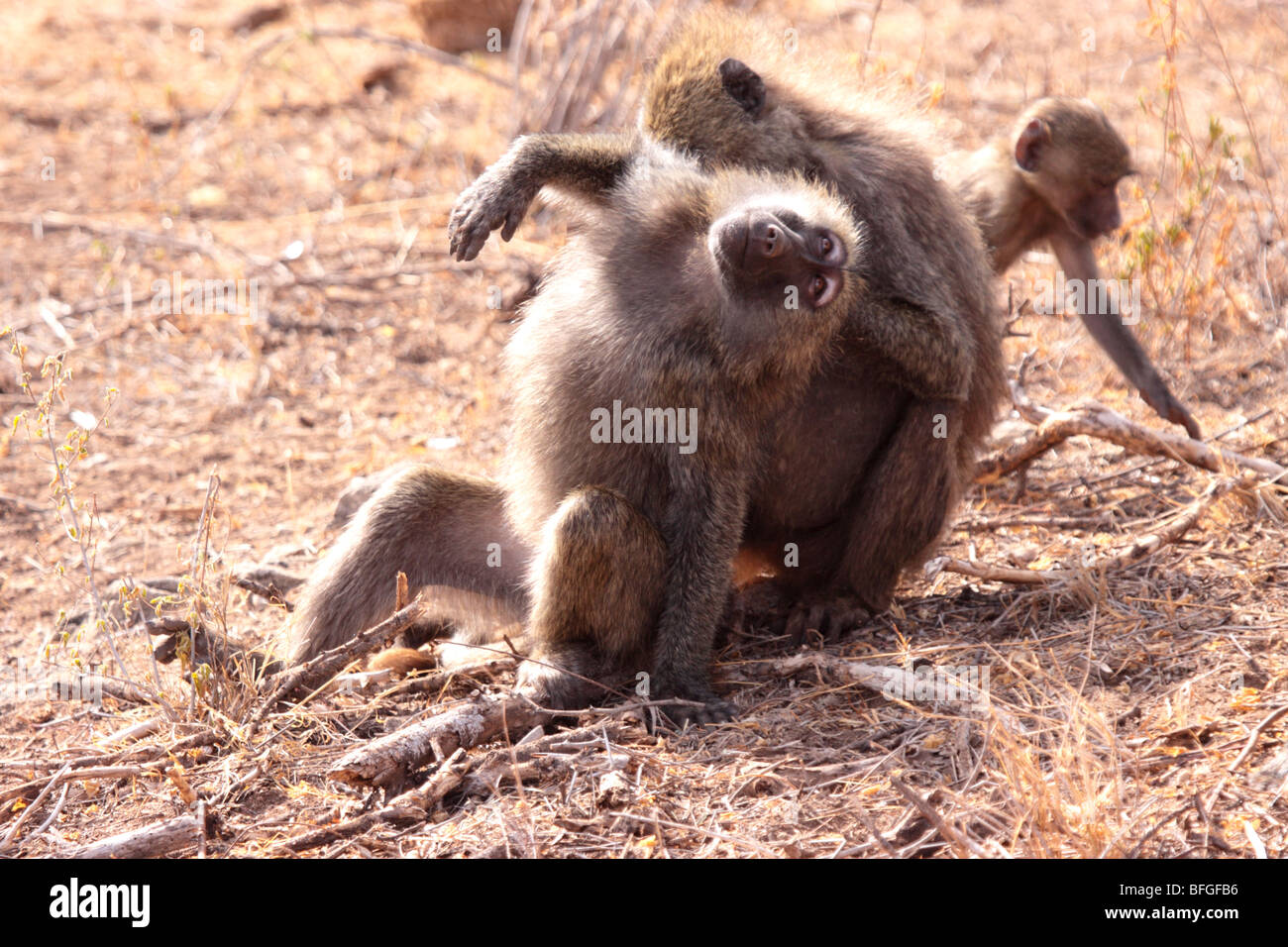 olive baboons grooming Stock Photo