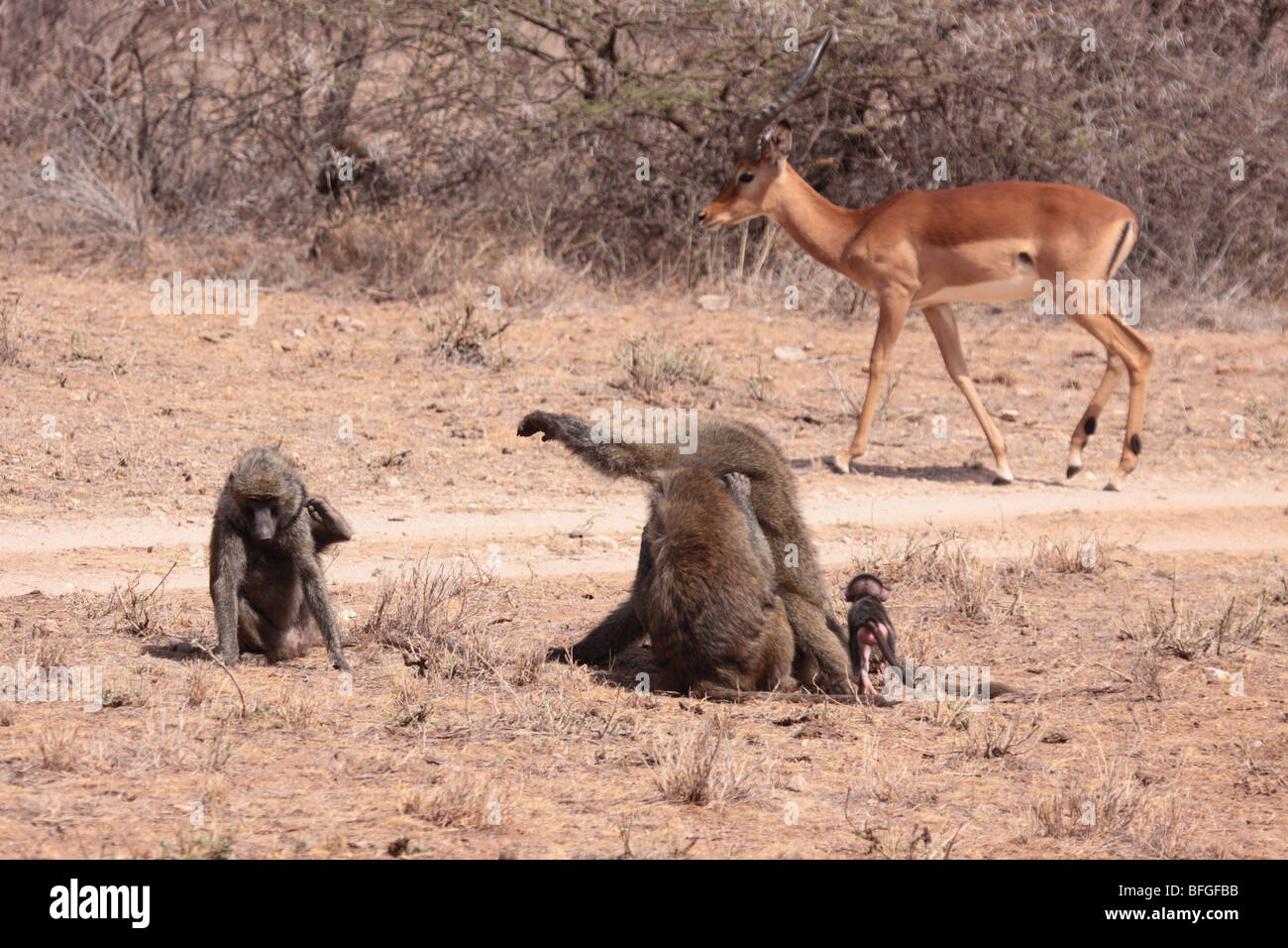 olive baboon showing direction for impala Stock Photo