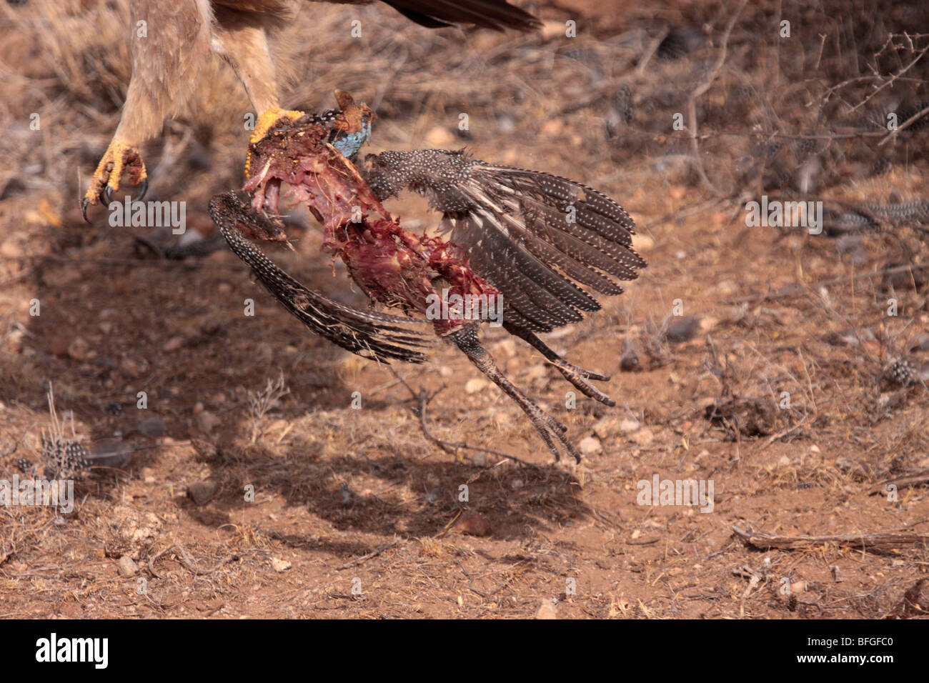 tawny eagle with predated helmeted guineafowl Stock Photo