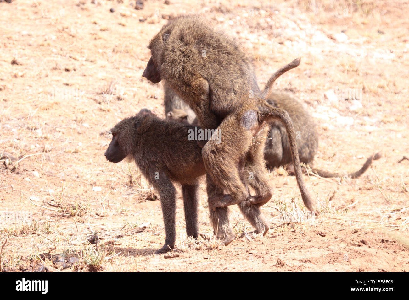 olive baboons mating Stock Photo