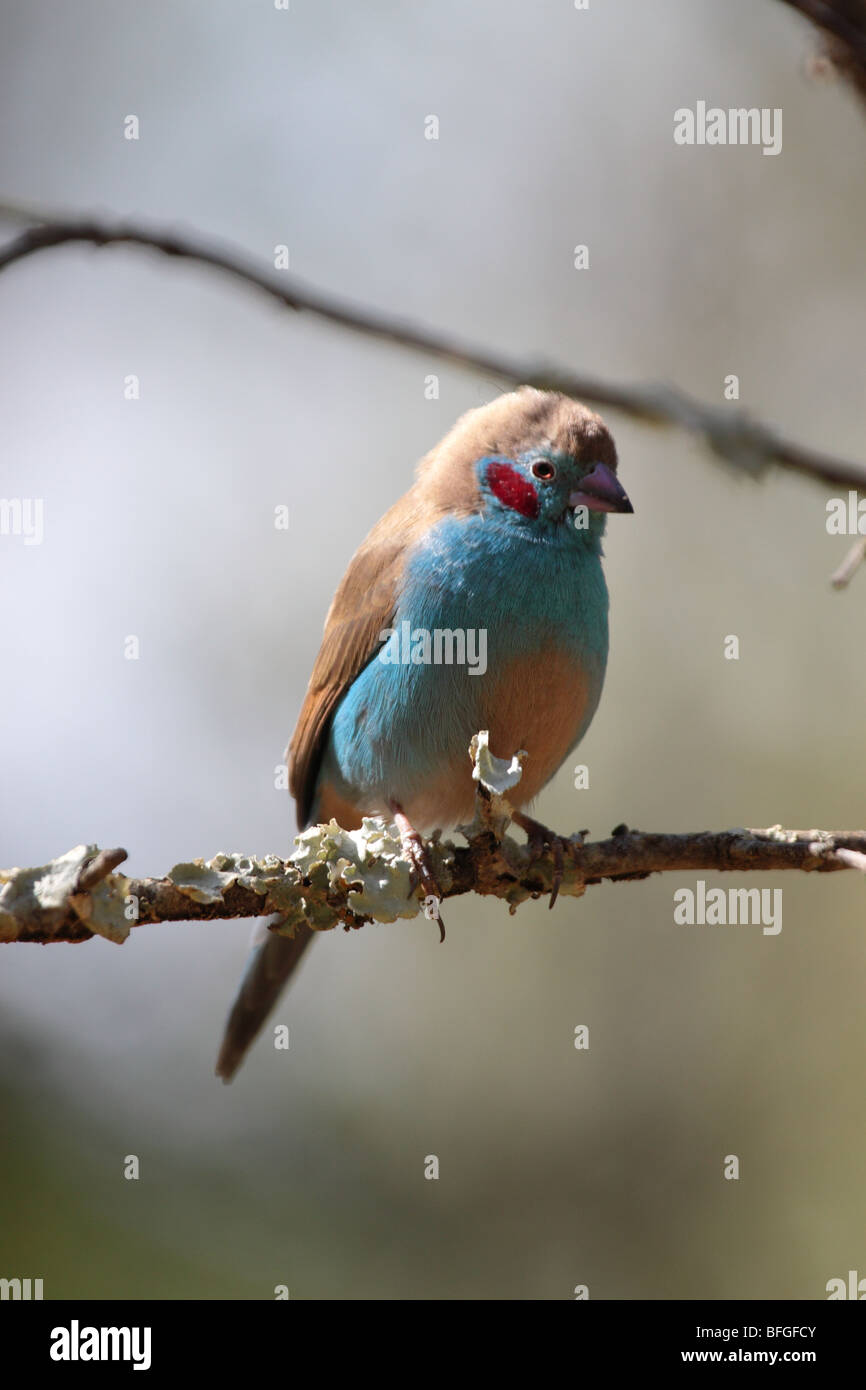 Red-cheeked Cordon-bleu Uraeginthus bengalus Stock Photo