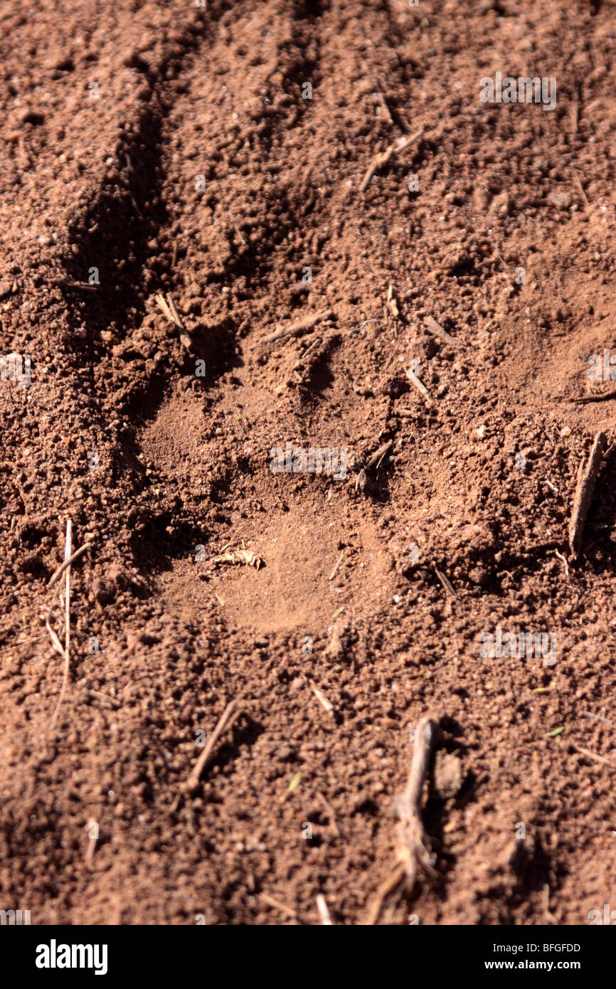 Leopard footprint Stock Photo