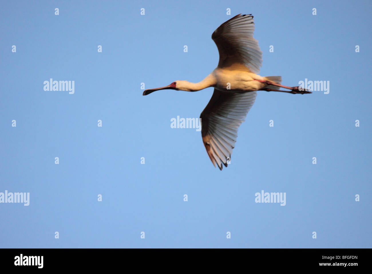 African Spoonbill flying Stock Photo