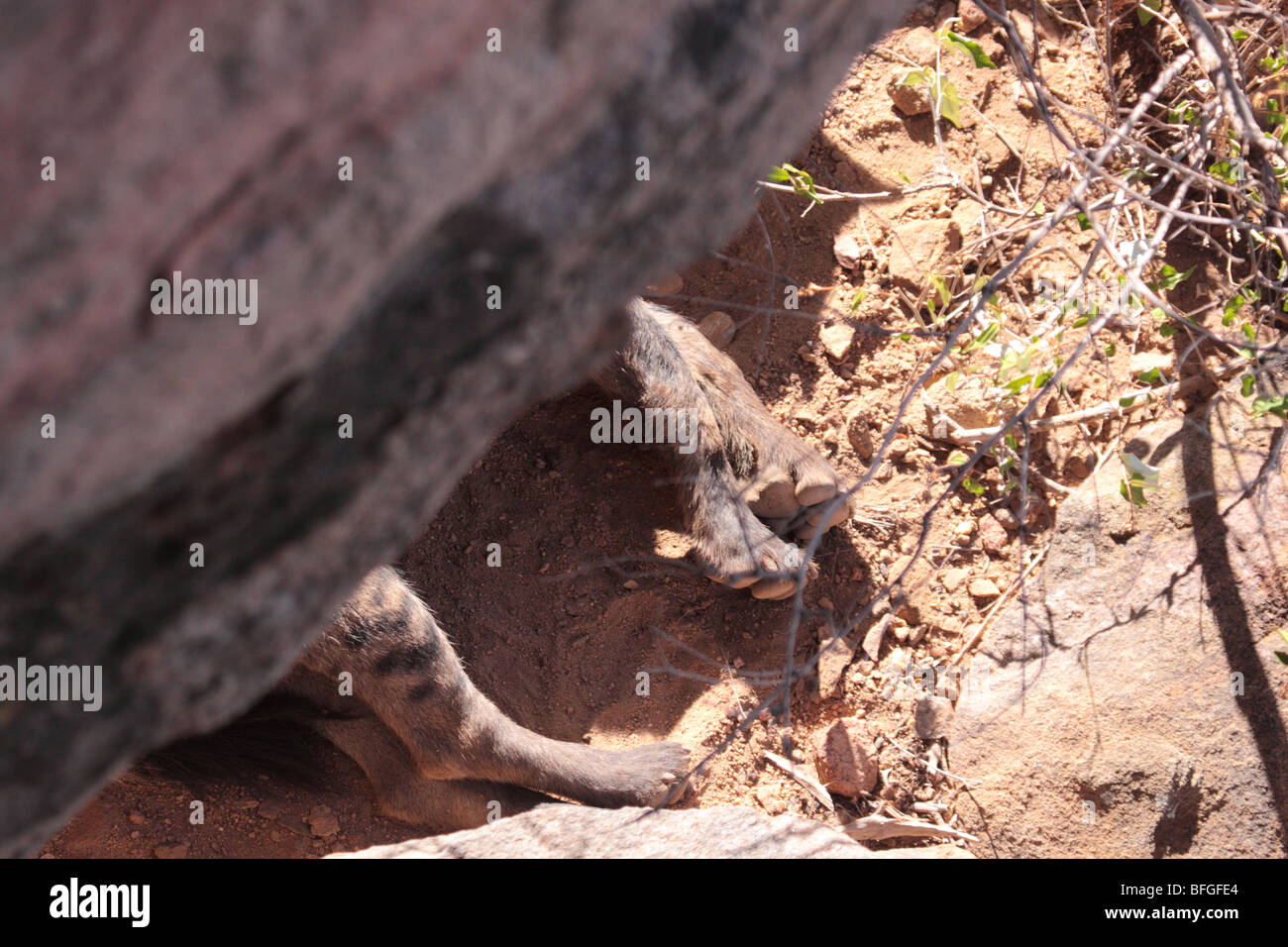 Resting spotted hyaena Stock Photo
