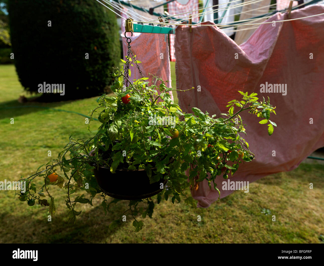 Hanging Basket with Tomatoes hanging on a washing line in a Surrey