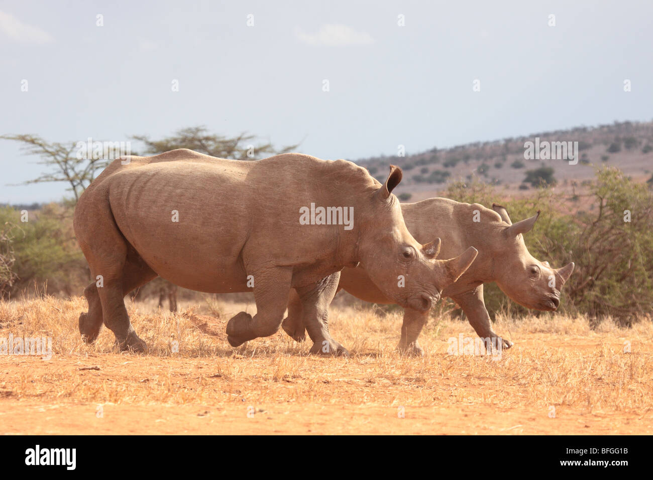 white rhino pair running Stock Photo