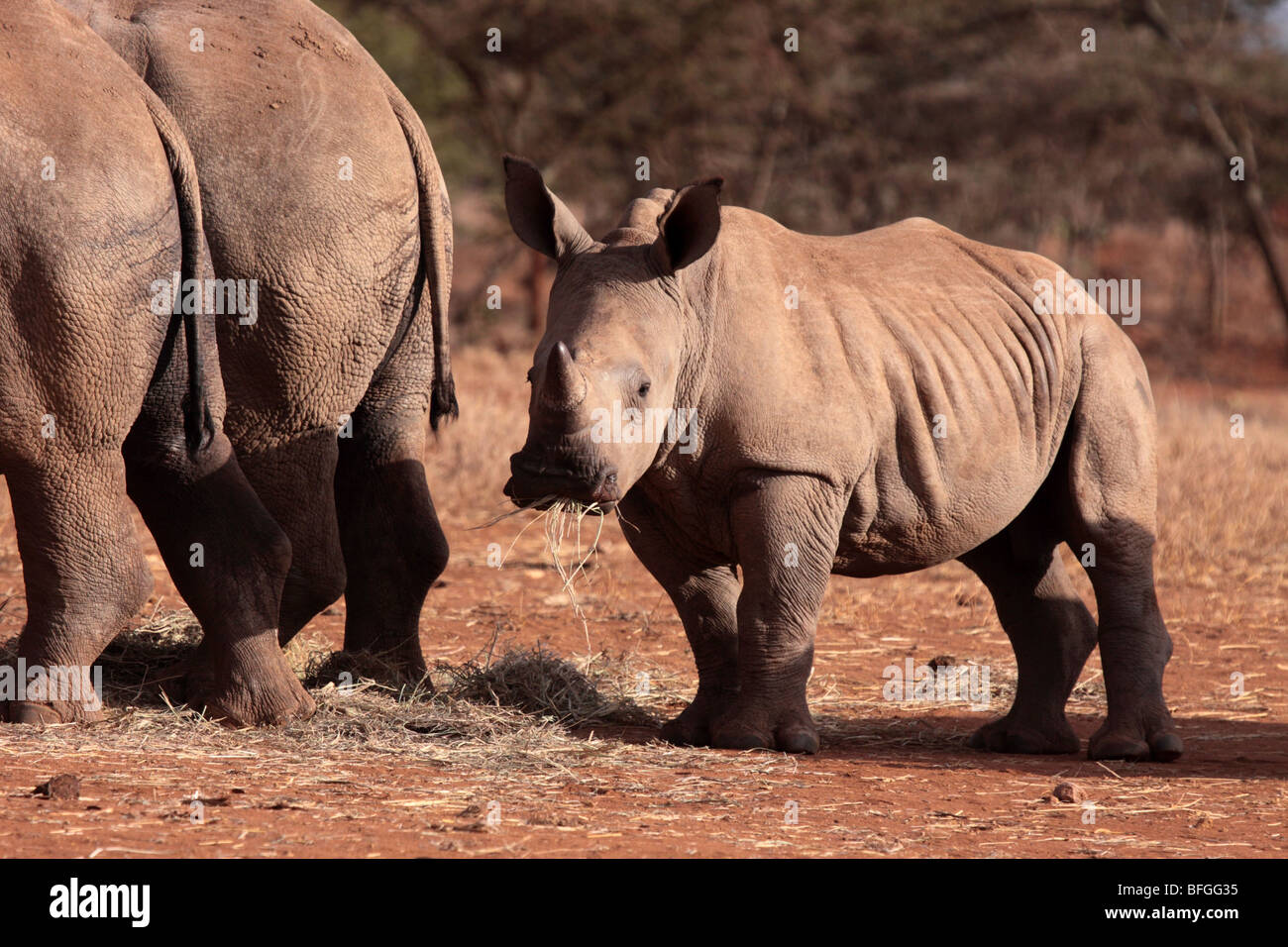 white rhino calf Stock Photo