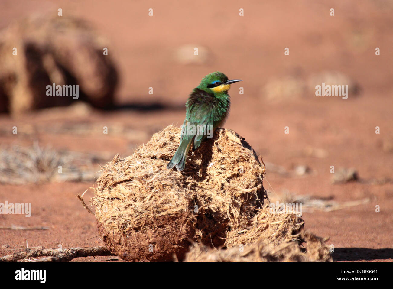 Little bee eater hi-res stock photography and images - Alamy