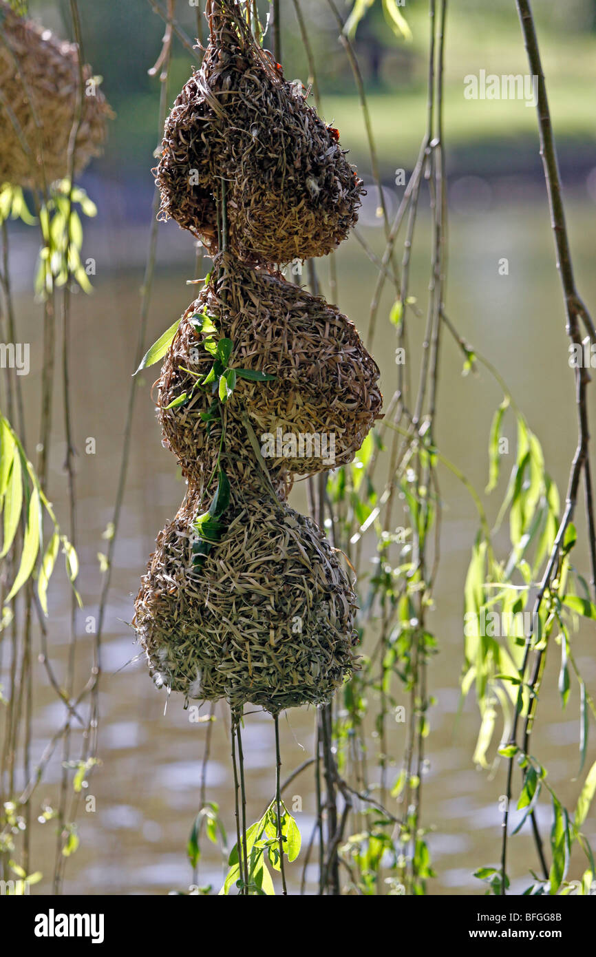 Coarsely woven nests of Cape weaver birds hanging in willow tree Stock
