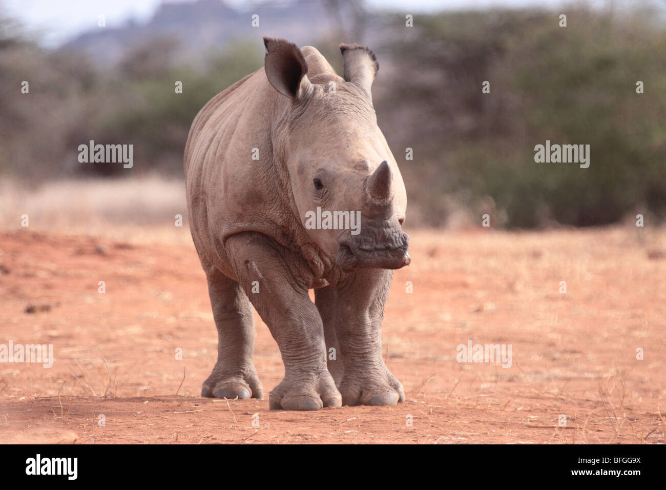 white rhino Stock Photo