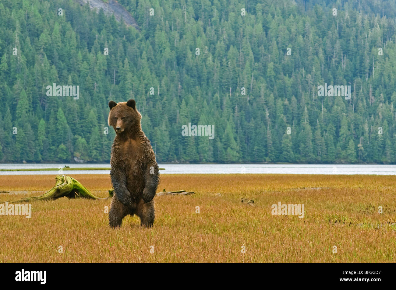 Grizzly bear standing on hind legs High Resolution Stock Photography