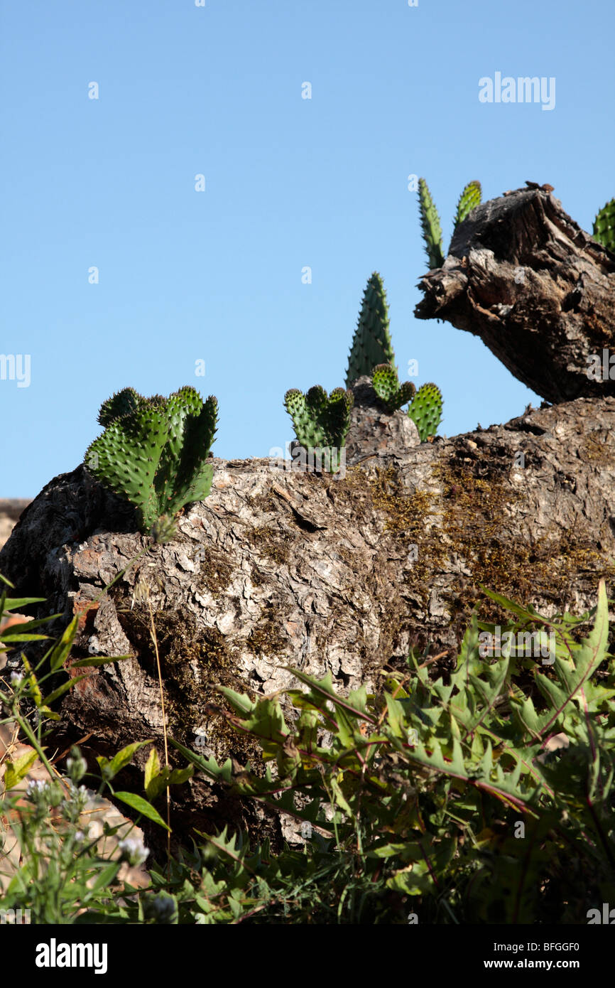A type of cactus with new growth coming off old dead parts on El Hierro Canary Islands Spain Stock Photo