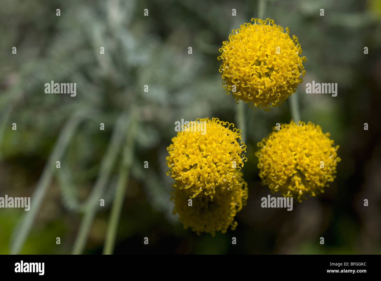 Santolina chamaecyparissus hires stock photography and images Alamy