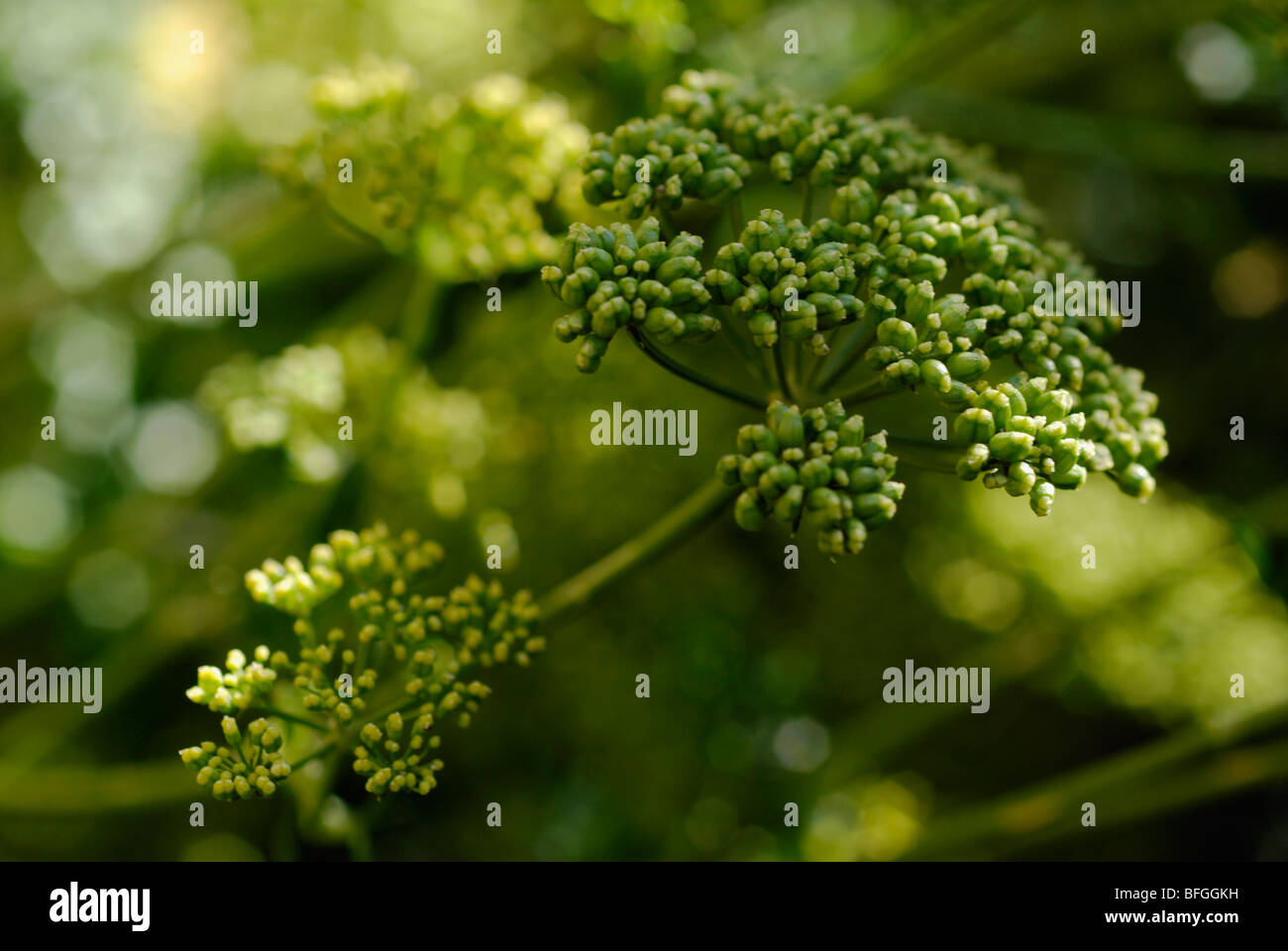 Parsley seeds on plant Stock Photo Alamy