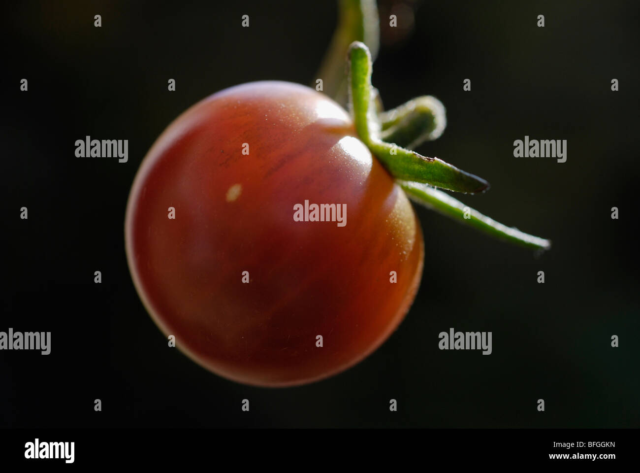 Russian Black cherry tomato Stock Photo
