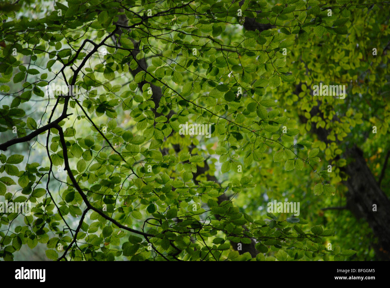 Beech tree leaves Stock Photo - Alamy