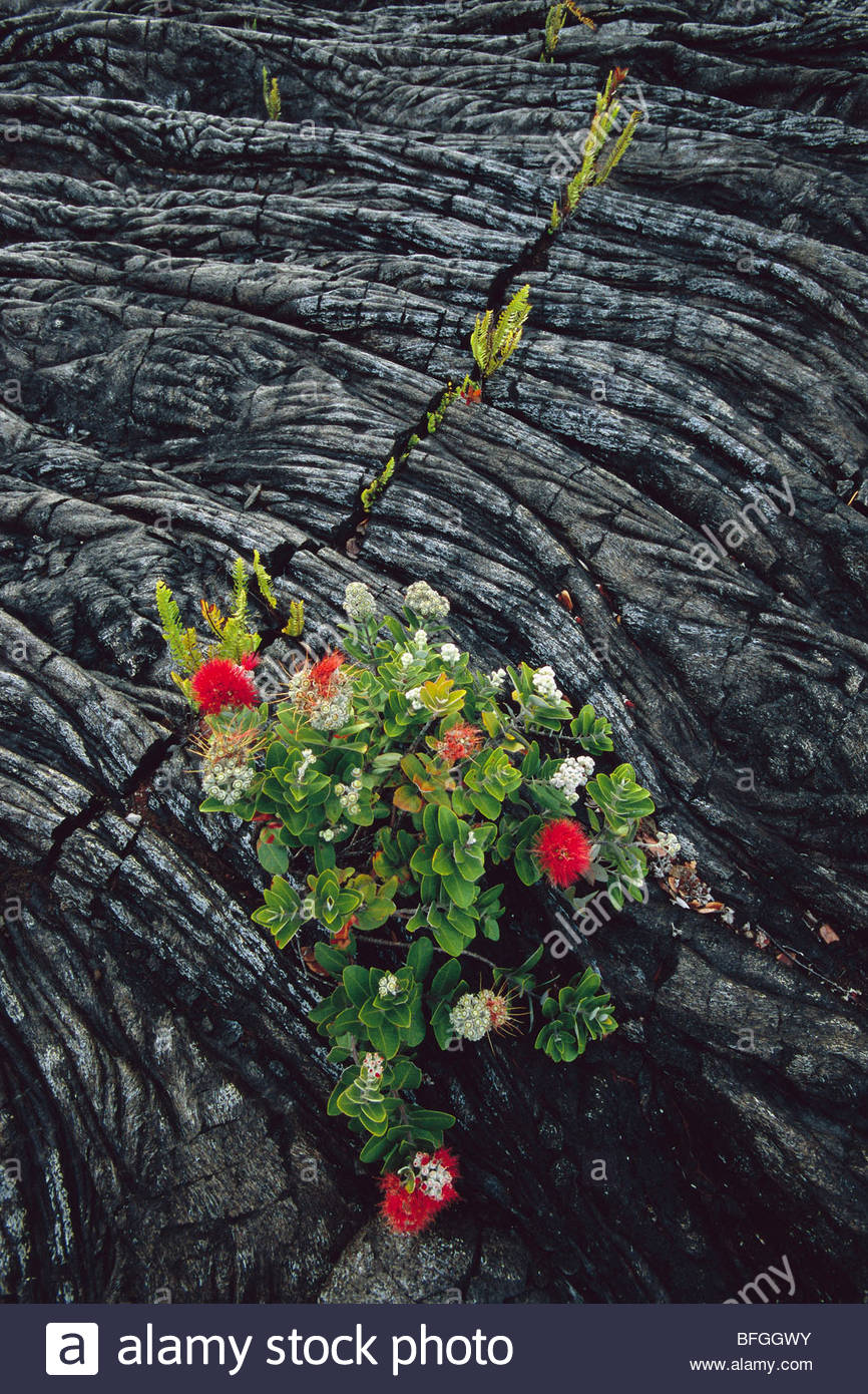 Lava Rock With Plant Stock Photos & Lava Rock With Plant Stock Images Alamy