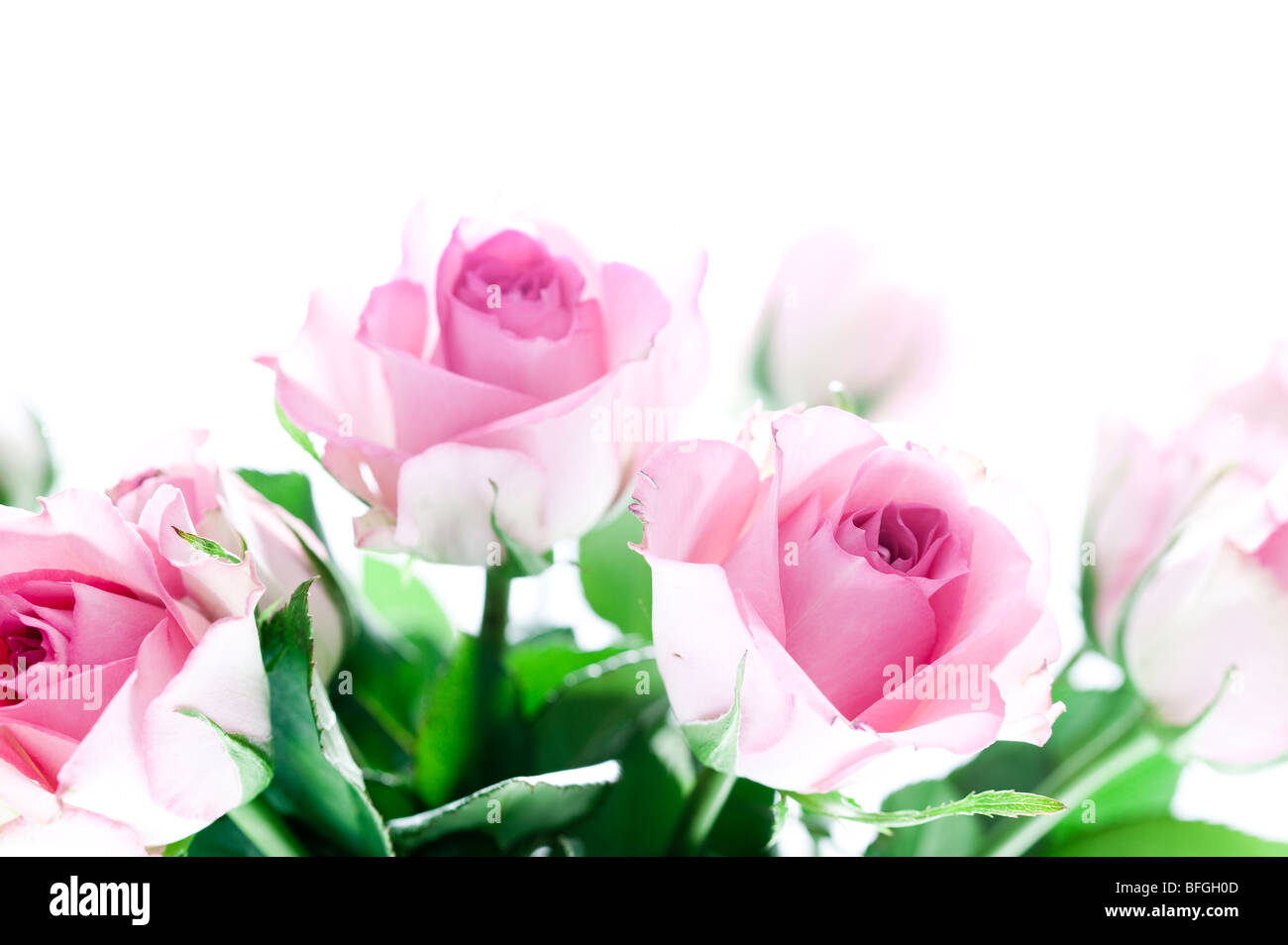 Pink Roses in Abstract against white background for card Stock Photo ...