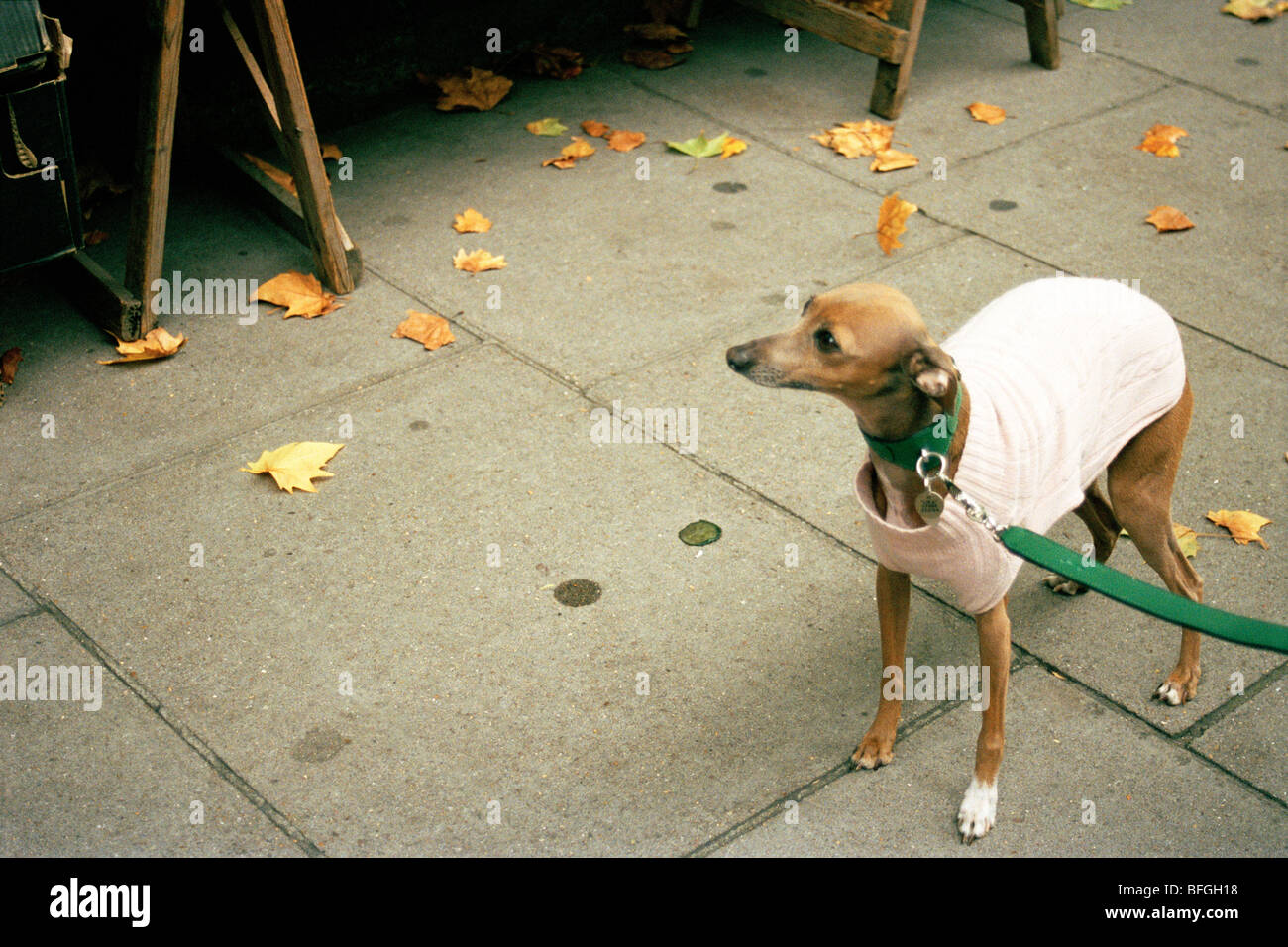 greyhound knitted sweater