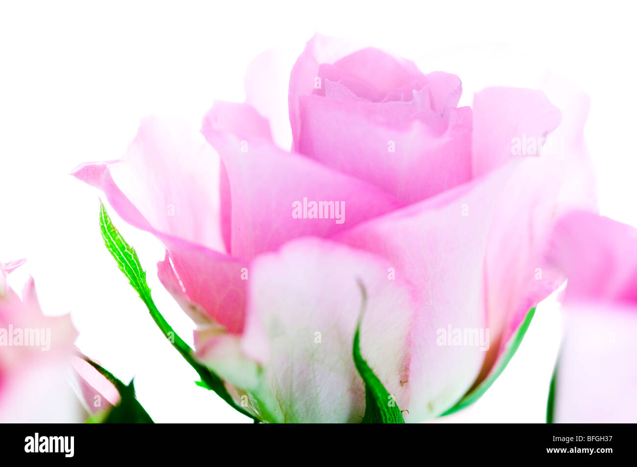 Pink Roses in Abstract against white background for card Stock Photo