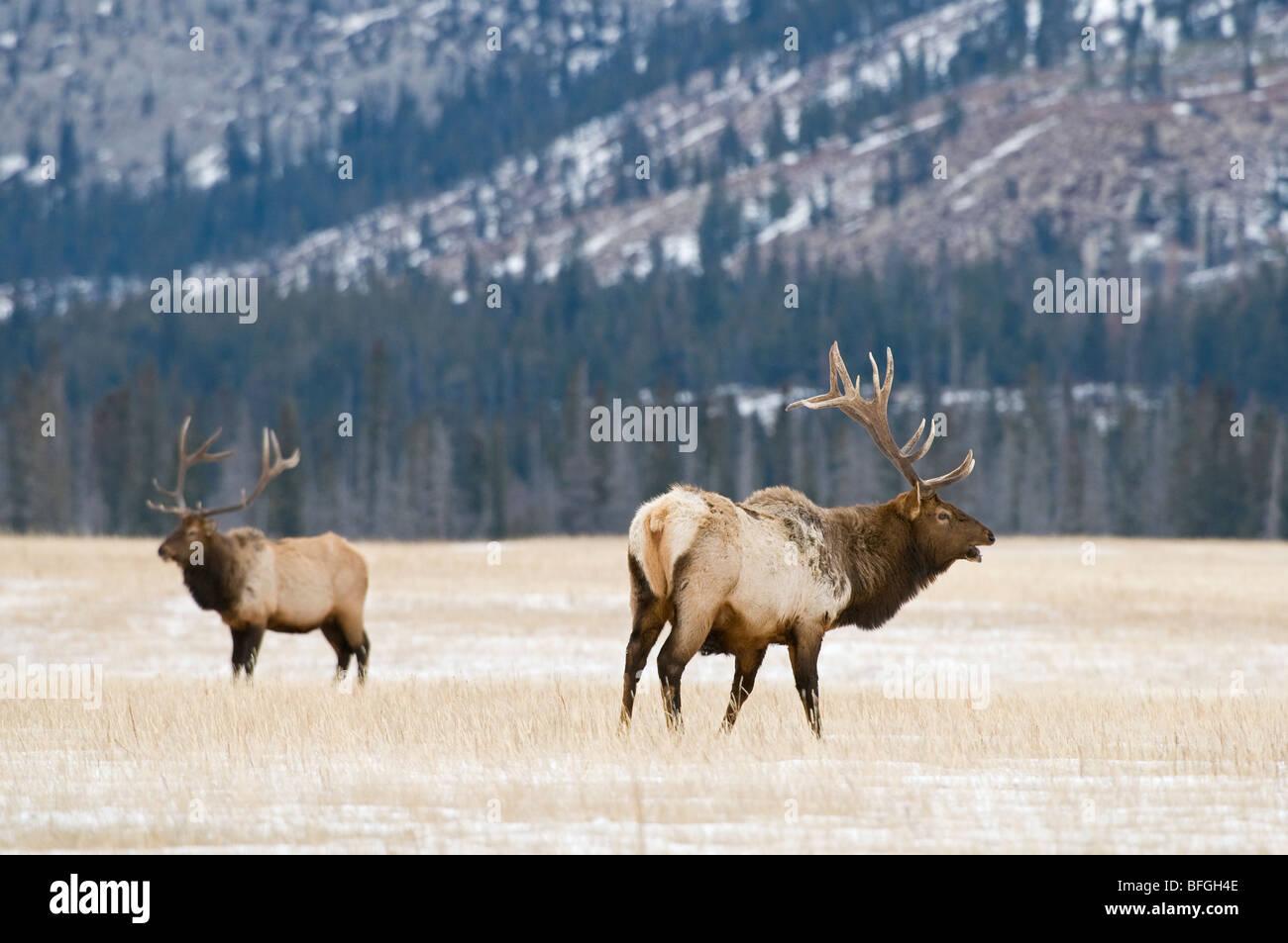 Two elk mating elk in hires stock photography and images Alamy