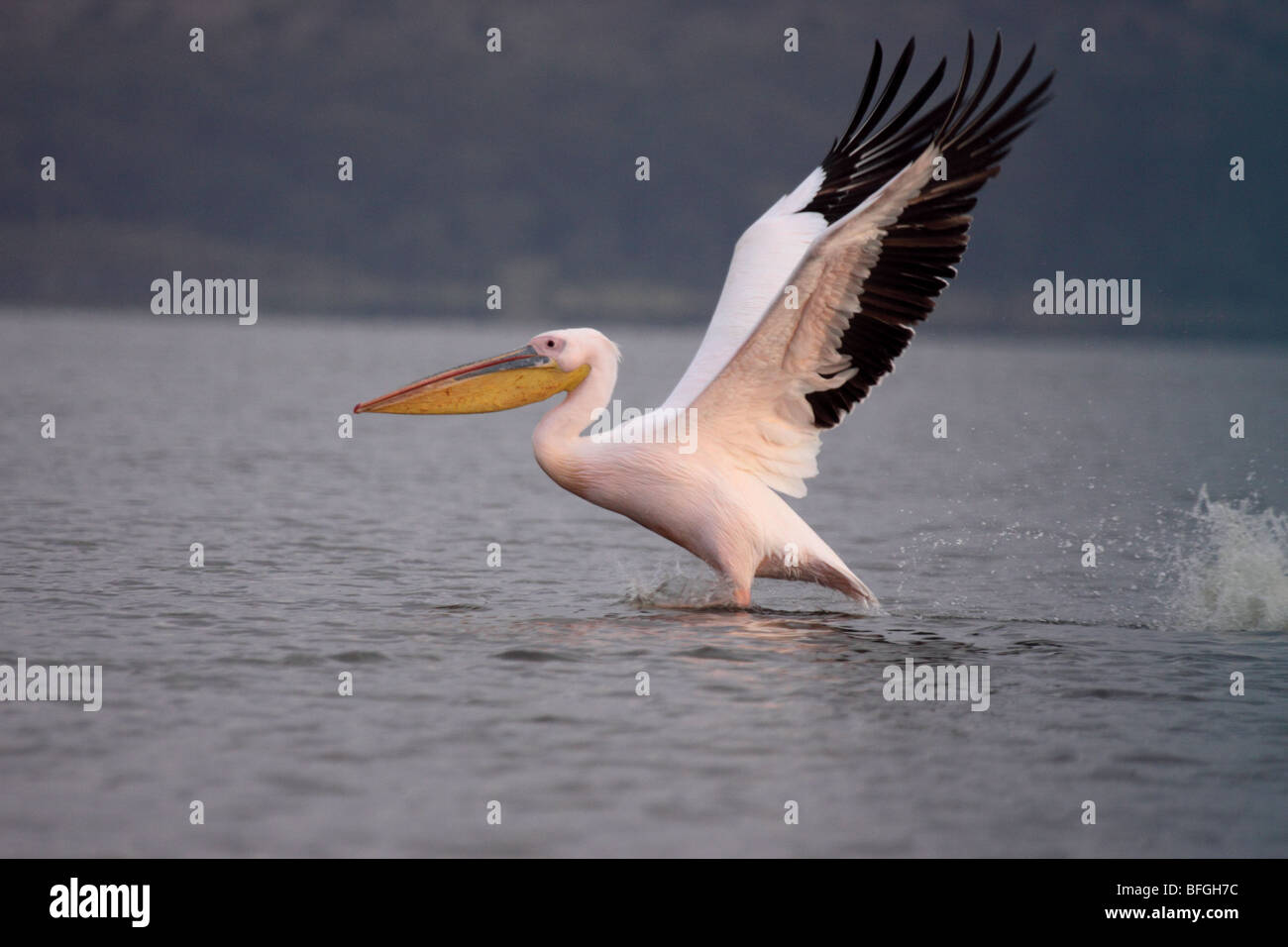 Pink-backed Pelican in flight Stock Photo