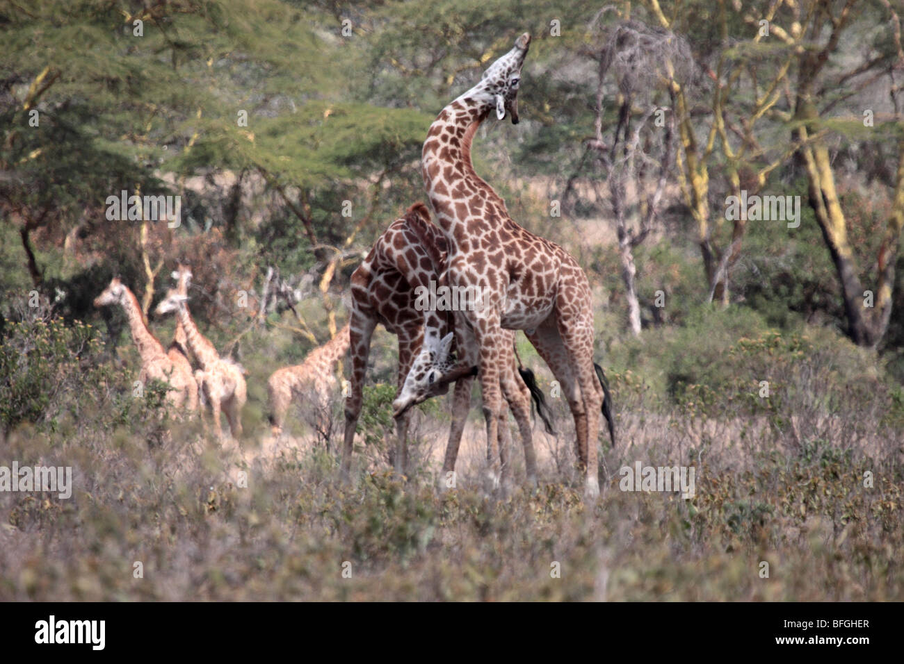 Rothschild's giraffes Stock Photo