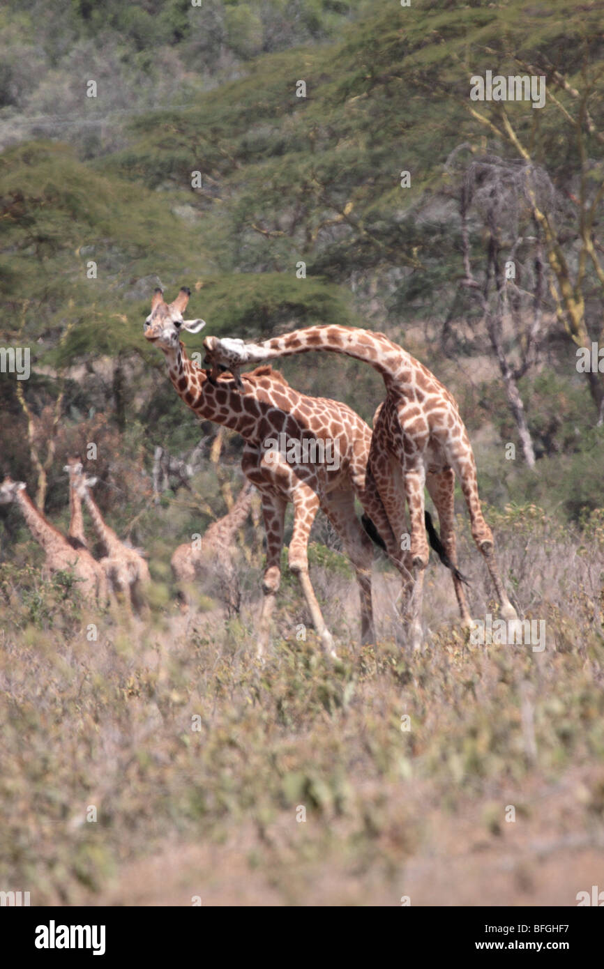Rothschild's giraffe fighting Stock Photo