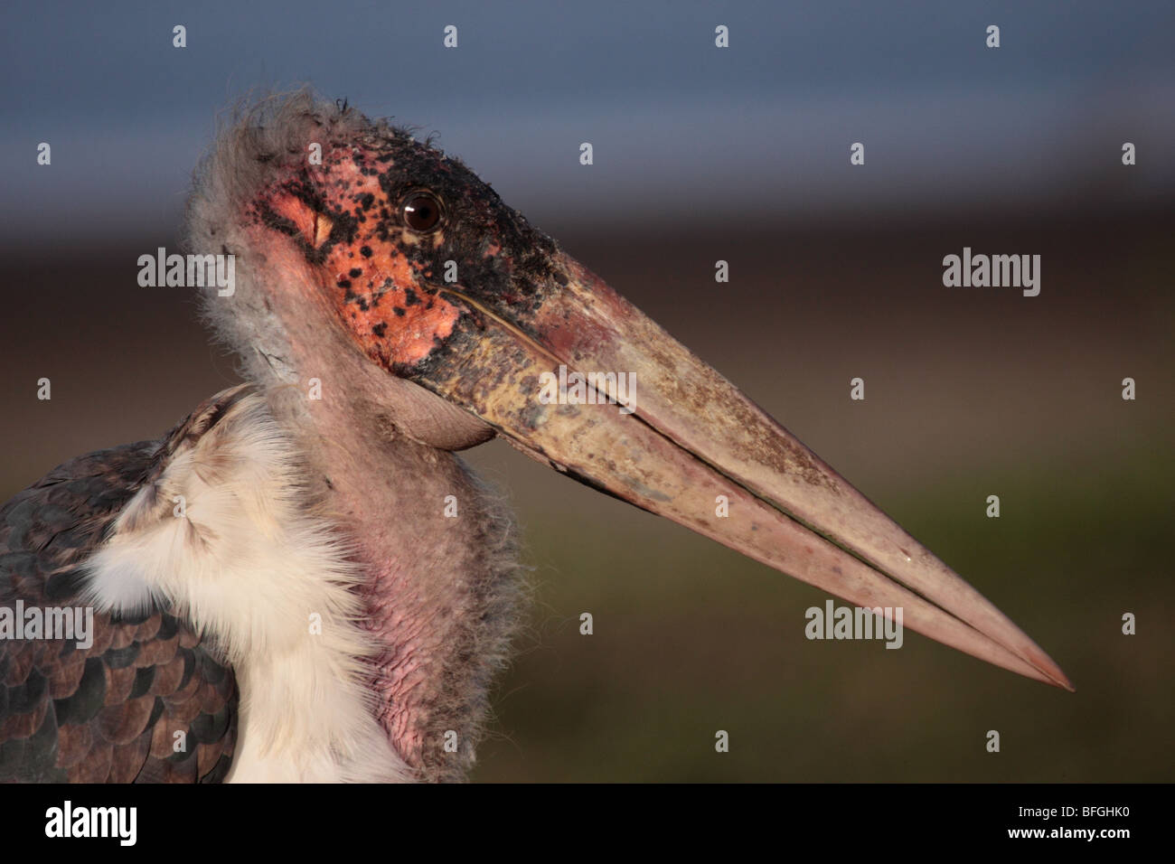 Marabou Stork portrait Stock Photo