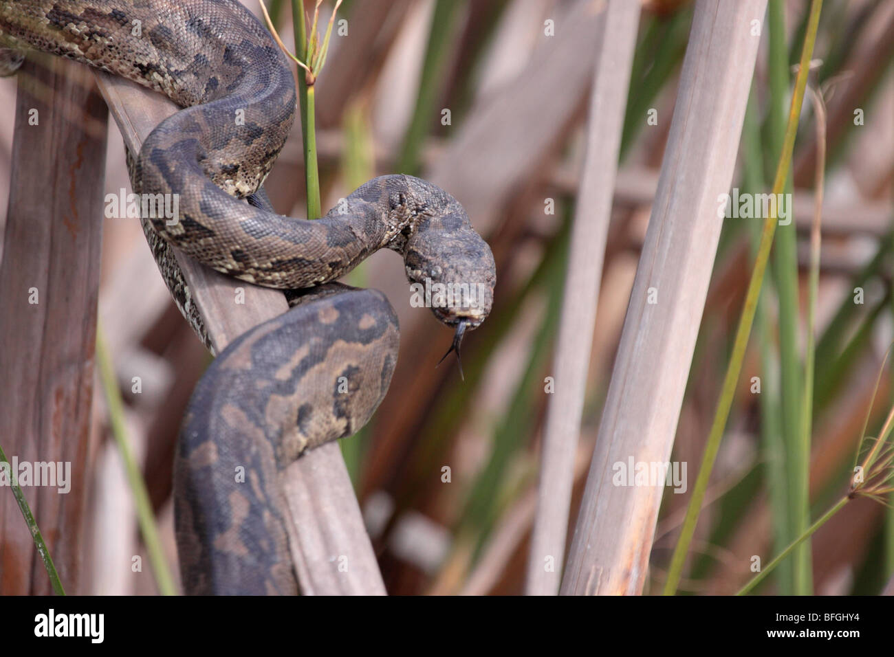 African rock python Stock Photo