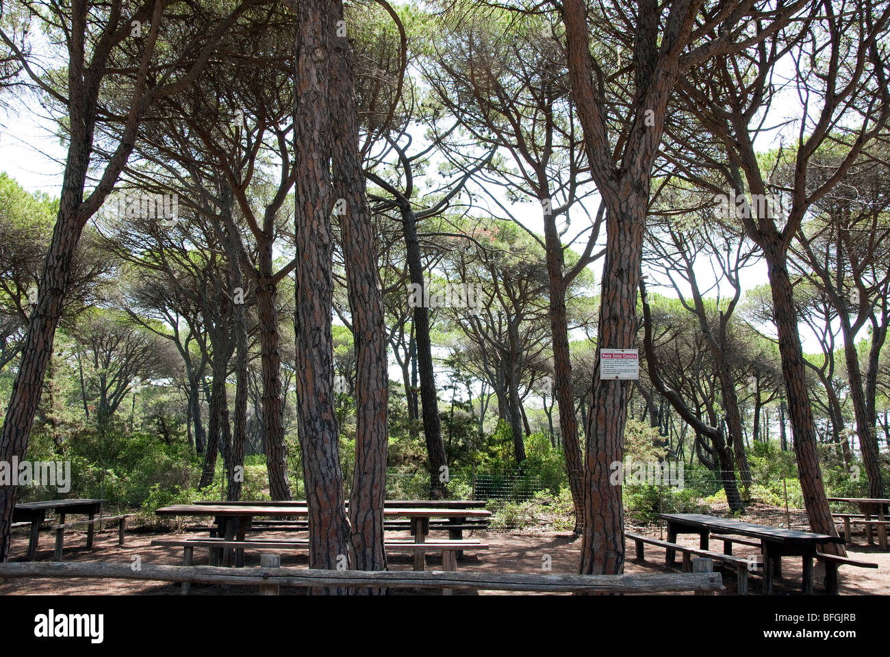 Picnic benches under Mediterranean pines in the Parco Regionale di Alberese Uccellina at Marina di Alberese Stock Photo